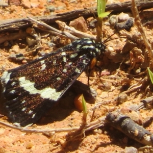 Idalima affinis at Namadgi National Park - 30 Dec 2023 11:27 AM