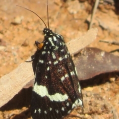 Idalima affinis at Namadgi National Park - 30 Dec 2023 11:27 AM