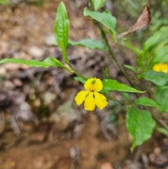 Goodenia ovata (Hop Goodenia) at Budawang, NSW - 3 Jan 2024 by MatthewFrawley