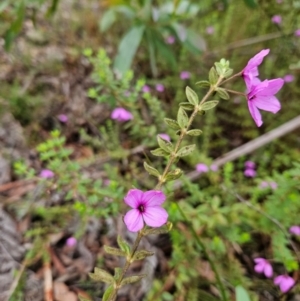 Tetratheca thymifolia at QPRC LGA - 3 Jan 2024