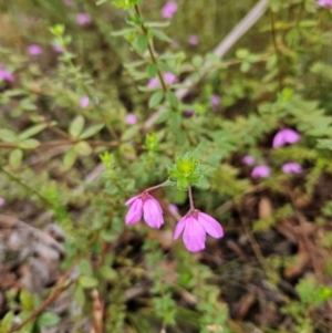 Tetratheca thymifolia at QPRC LGA - 3 Jan 2024 12:18 PM