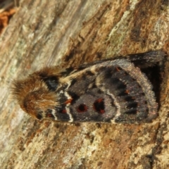 Proteuxoa sanguinipuncta (Blood-spotted Noctuid) at Uriarra Village, ACT - 30 Dec 2023 by Christine