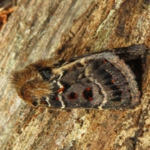 Proteuxoa sanguinipuncta at Namadgi National Park - 30 Dec 2023