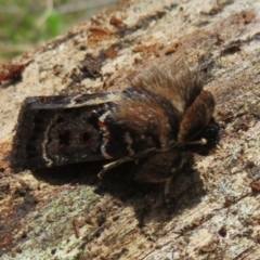 Proteuxoa sanguinipuncta at Namadgi National Park - 30 Dec 2023