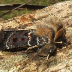 Proteuxoa sanguinipuncta at Namadgi National Park - 30 Dec 2023