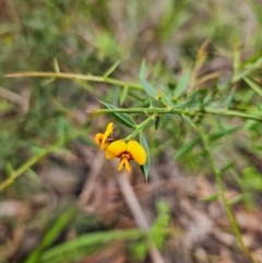 Daviesia ulicifolia subsp. ruscifolia (Broad-leaved Gorse Bitter Pea) at QPRC LGA - 3 Jan 2024 by MatthewFrawley