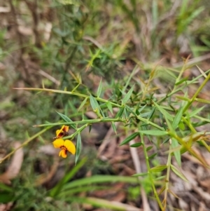 Daviesia ulicifolia subsp. ruscifolia at QPRC LGA - 3 Jan 2024 12:19 PM