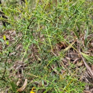 Daviesia ulicifolia subsp. ruscifolia at QPRC LGA - 3 Jan 2024