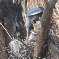 Artamus cyanopterus cyanopterus (Dusky Woodswallow) at Kambah, ACT - 4 Jan 2024 by HelenCross