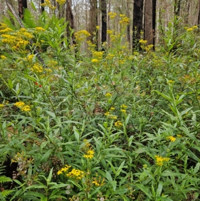 Senecio linearifolius var. arachnoideus (Cobweb Fireweed Groundsel) at QPRC LGA - 3 Jan 2024 by MatthewFrawley