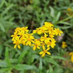 Senecio linearifolius var. arachnoideus at QPRC LGA - 3 Jan 2024 12:25 PM