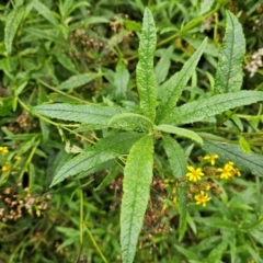 Senecio linearifolius var. arachnoideus at QPRC LGA - 3 Jan 2024 12:25 PM