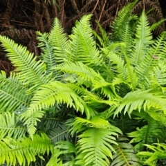 Blechnum nudum (Fishbone Water Fern) at QPRC LGA - 3 Jan 2024 by MatthewFrawley