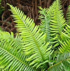 Blechnum nudum at QPRC LGA - 3 Jan 2024 12:26 PM