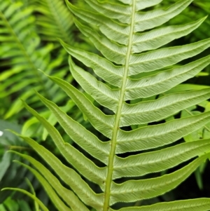 Blechnum nudum at QPRC LGA - 3 Jan 2024 12:26 PM