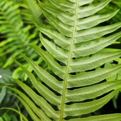 Blechnum nudum at QPRC LGA - 3 Jan 2024