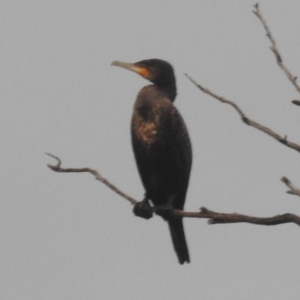 Phalacrocorax carbo at Lions Youth Haven - Westwood Farm A.C.T. - 4 Jan 2024 07:04 PM