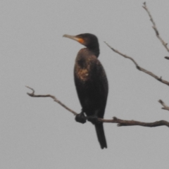 Phalacrocorax carbo (Great Cormorant) at Kambah, ACT - 4 Jan 2024 by HelenCross