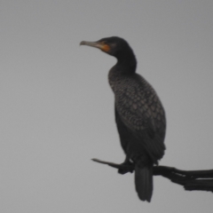 Phalacrocorax carbo at Lions Youth Haven - Westwood Farm A.C.T. - 4 Jan 2024 07:04 PM