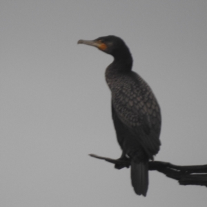 Phalacrocorax carbo at Lions Youth Haven - Westwood Farm A.C.T. - 4 Jan 2024