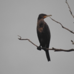 Phalacrocorax carbo at Lions Youth Haven - Westwood Farm A.C.T. - 4 Jan 2024 07:04 PM