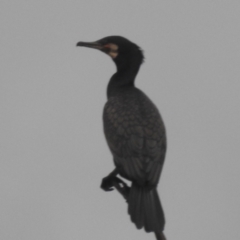 Phalacrocorax carbo at Lions Youth Haven - Westwood Farm A.C.T. - 4 Jan 2024