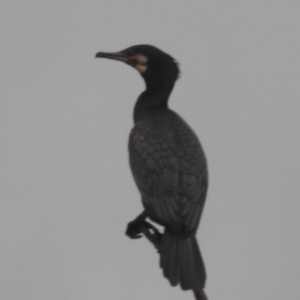 Phalacrocorax carbo at Lions Youth Haven - Westwood Farm A.C.T. - 4 Jan 2024