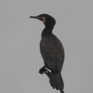 Phalacrocorax carbo at Lions Youth Haven - Westwood Farm A.C.T. - 4 Jan 2024 07:04 PM