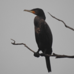 Phalacrocorax carbo at Lions Youth Haven - Westwood Farm A.C.T. - 4 Jan 2024