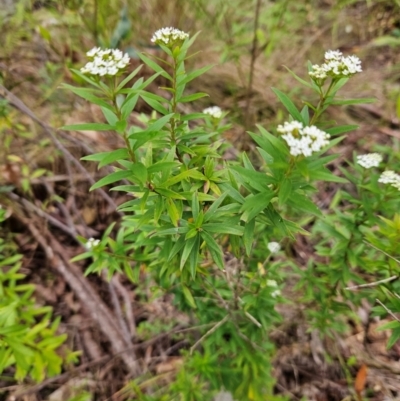 Platysace lanceolata (Shrubby Platysace) at QPRC LGA - 3 Jan 2024 by MatthewFrawley