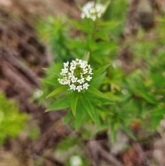 Platysace lanceolata at QPRC LGA - 3 Jan 2024