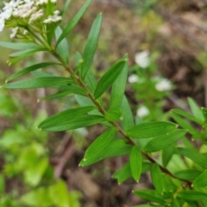 Platysace lanceolata at QPRC LGA - 3 Jan 2024 12:30 PM