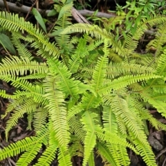 Sticherus lobatus (Spreading Fan Fern) at QPRC LGA - 3 Jan 2024 by MatthewFrawley