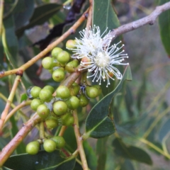 Eucalyptus dives (Broad-leaved Peppermint) at Lions Youth Haven - Westwood Farm A.C.T. - 4 Jan 2024 by HelenCross