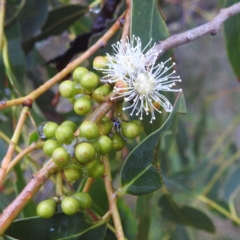 Eucalyptus dives (Broad-leaved Peppermint) at Kambah, ACT - 4 Jan 2024 by HelenCross