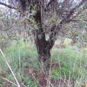 Eucalyptus dives at Lions Youth Haven - Westwood Farm A.C.T. - 4 Jan 2024 07:11 PM