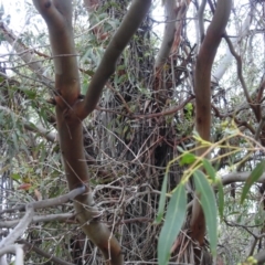 Eucalyptus dives at Lions Youth Haven - Westwood Farm A.C.T. - 4 Jan 2024 07:11 PM