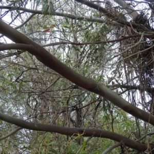 Eucalyptus dives at Lions Youth Haven - Westwood Farm - 4 Jan 2024