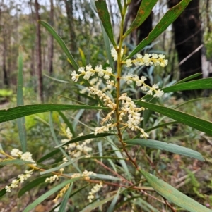 Acacia obtusifolia at QPRC LGA - 3 Jan 2024