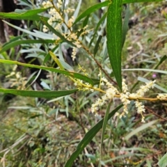 Acacia obtusifolia at QPRC LGA - 3 Jan 2024