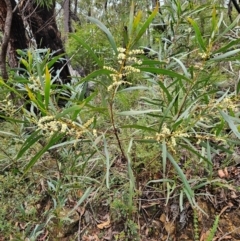 Acacia obtusifolia at QPRC LGA - 3 Jan 2024 12:39 PM