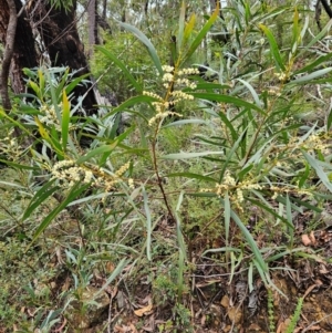 Acacia obtusifolia at QPRC LGA - 3 Jan 2024