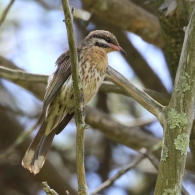 Acanthagenys rufogularis (Spiny-cheeked Honeyeater) at Kambah, ACT - 2 Jan 2024 by RodDeb