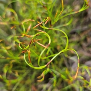 Caustis flexuosa at QPRC LGA - 3 Jan 2024