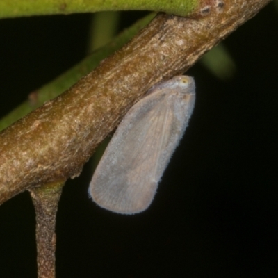 Anzora unicolor (Grey Planthopper) at Higgins, ACT - 3 Jan 2024 by AlisonMilton