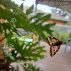 Scolypopa australis at Watson, ACT - 2 Jan 2024