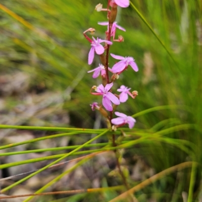 Stylidium armeria subsp. armeria (Trigger Plant) at Budawang, NSW - 3 Jan 2024 by MatthewFrawley