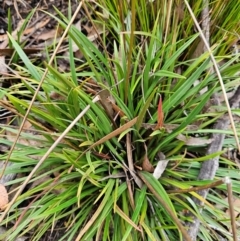 Stylidium armeria subsp. armeria at QPRC LGA - 3 Jan 2024