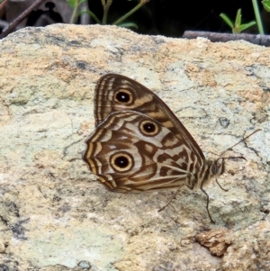 Geitoneura acantha at QPRC LGA - 3 Jan 2024