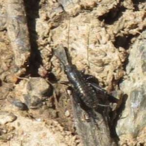 Bobilla sp. (genus) at Namadgi National Park - 30 Dec 2023